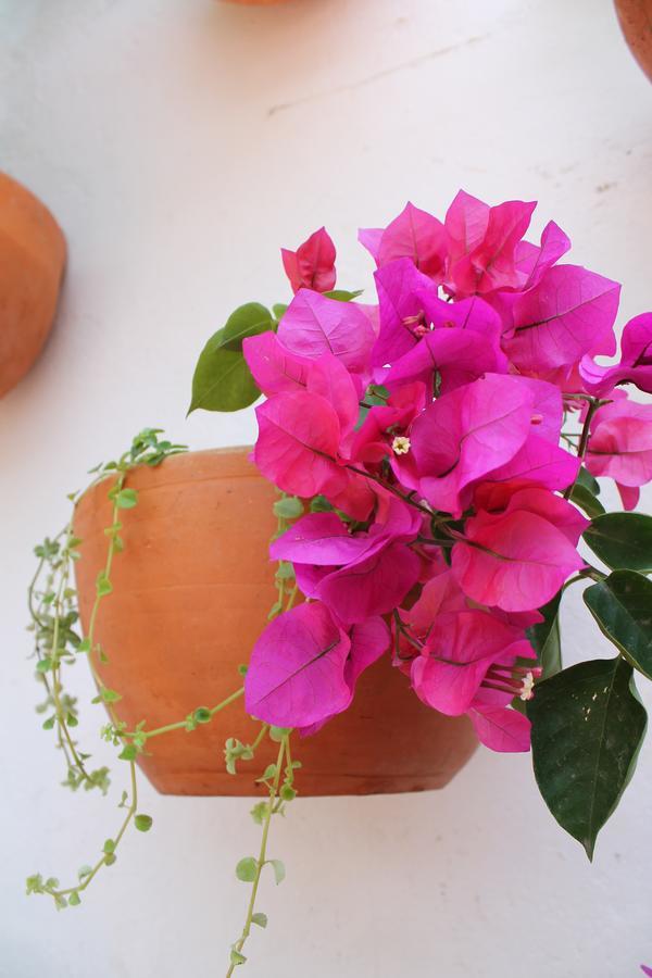 Casa Bohemia Hotel Cartagena Екстериор снимка